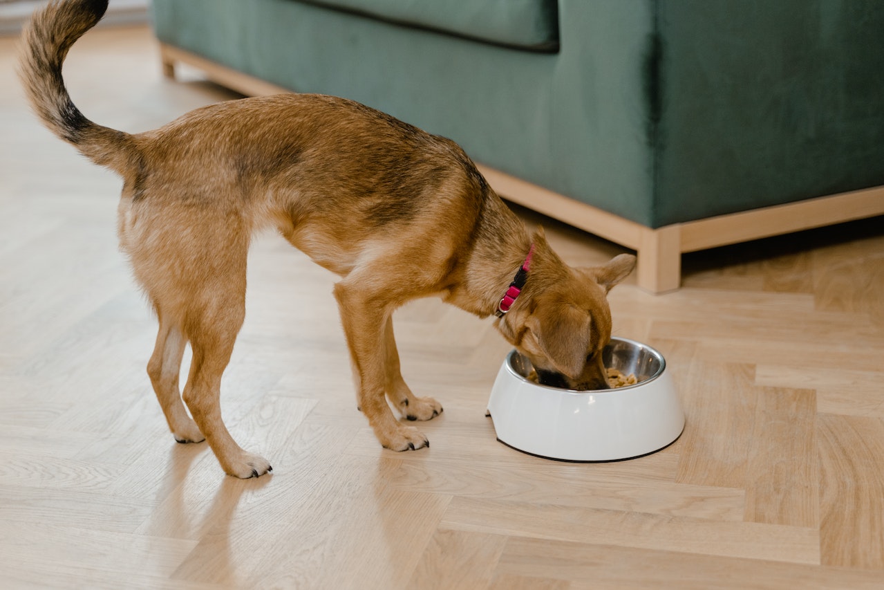Hund frisst aus Napf