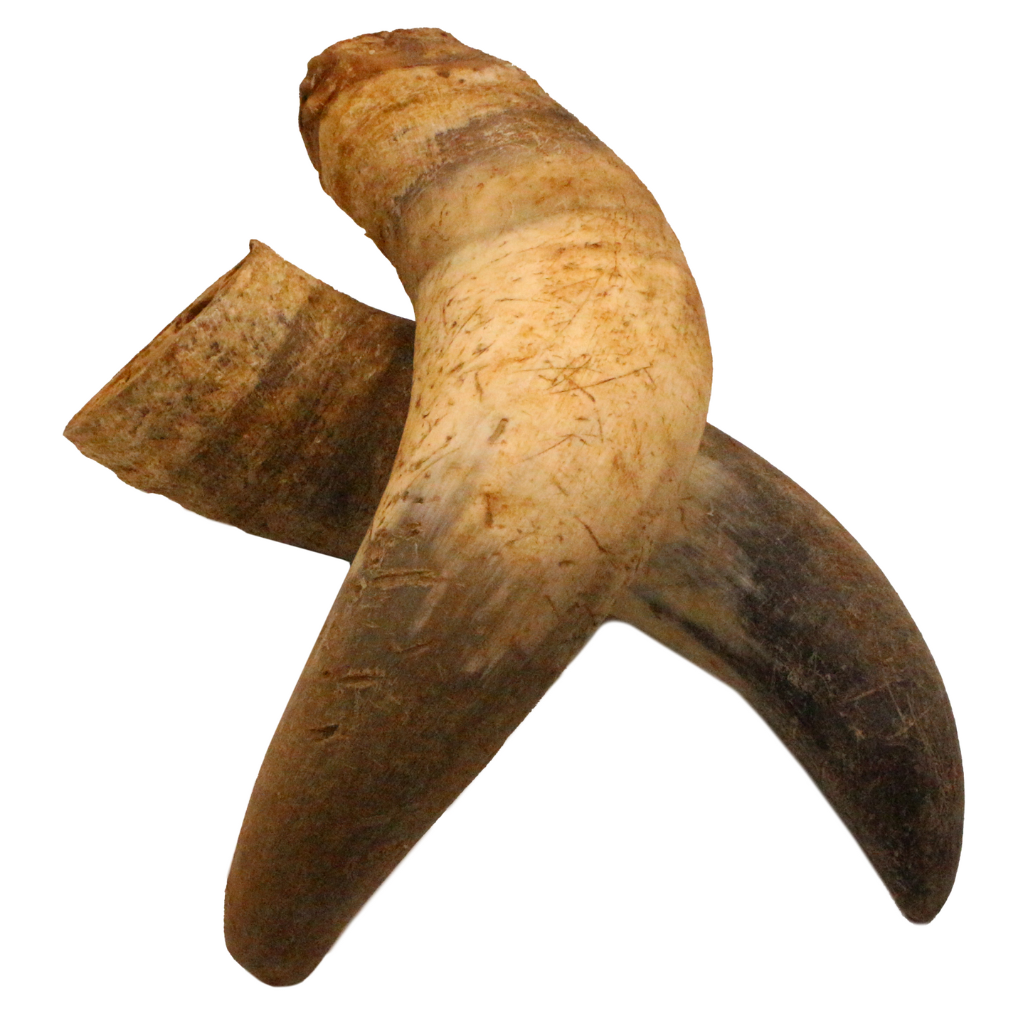 Rinderhorn (1 Stk., 3 Stk., 5 Stk.)