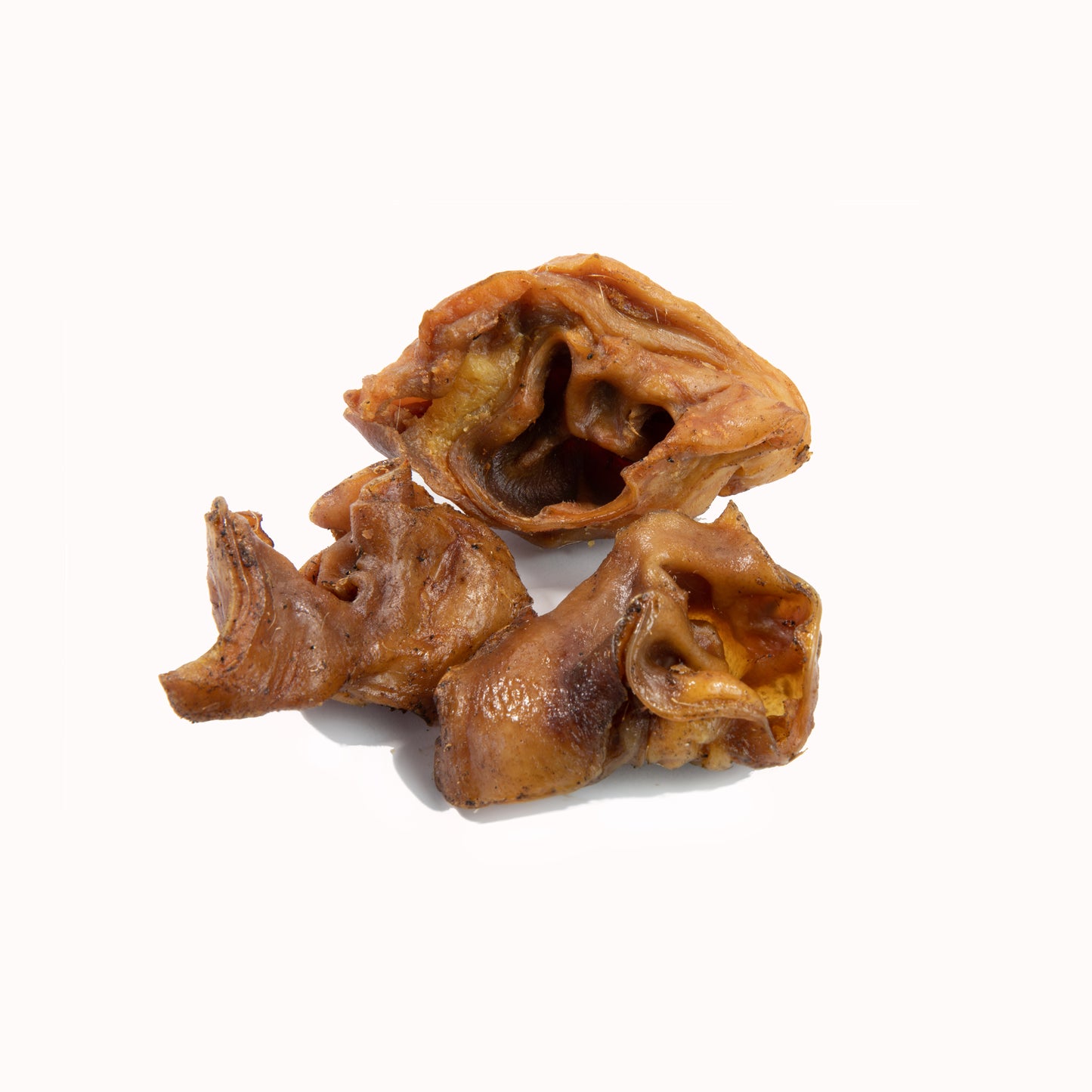 Schweineohrmuscheln