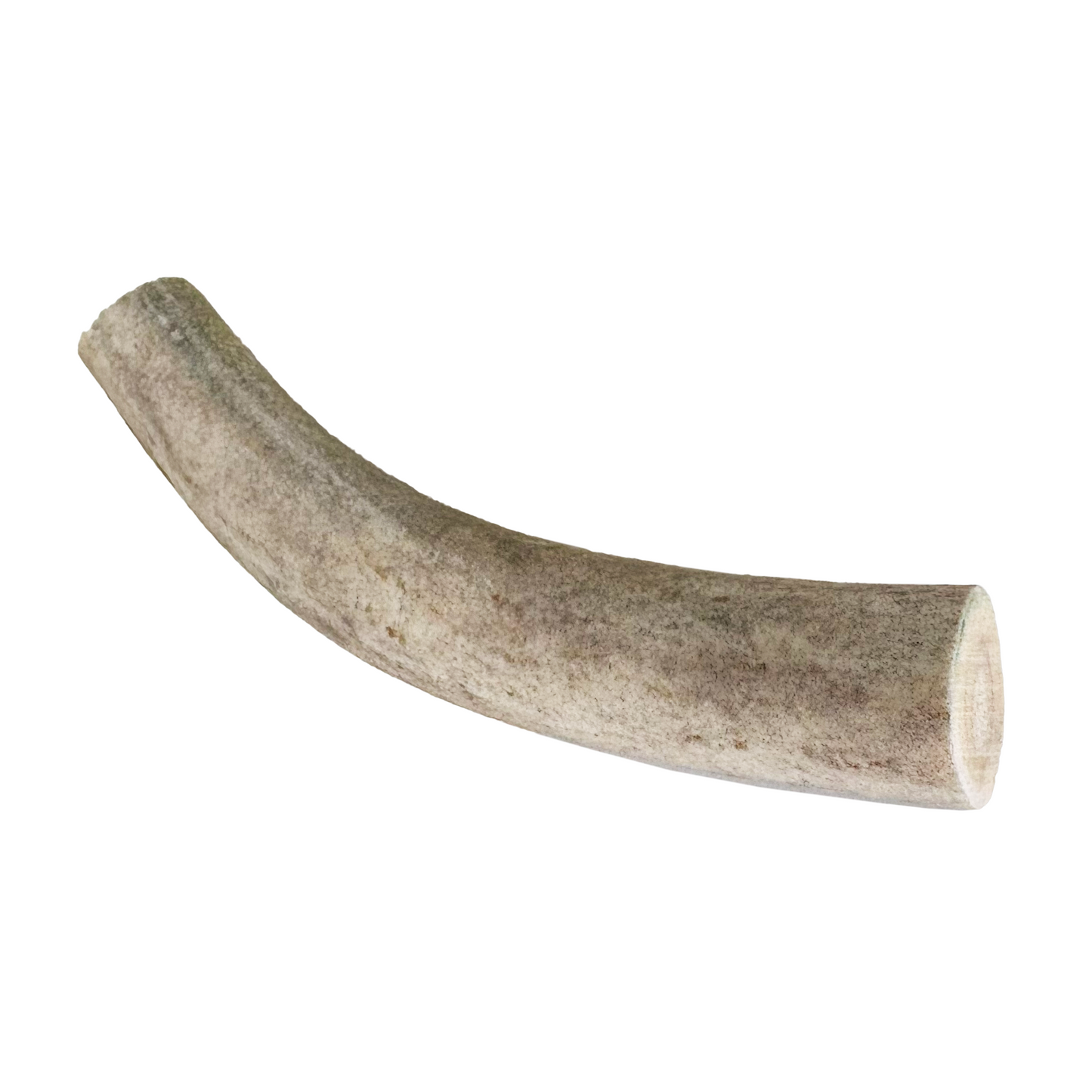 Geweihstück (S,M,L)