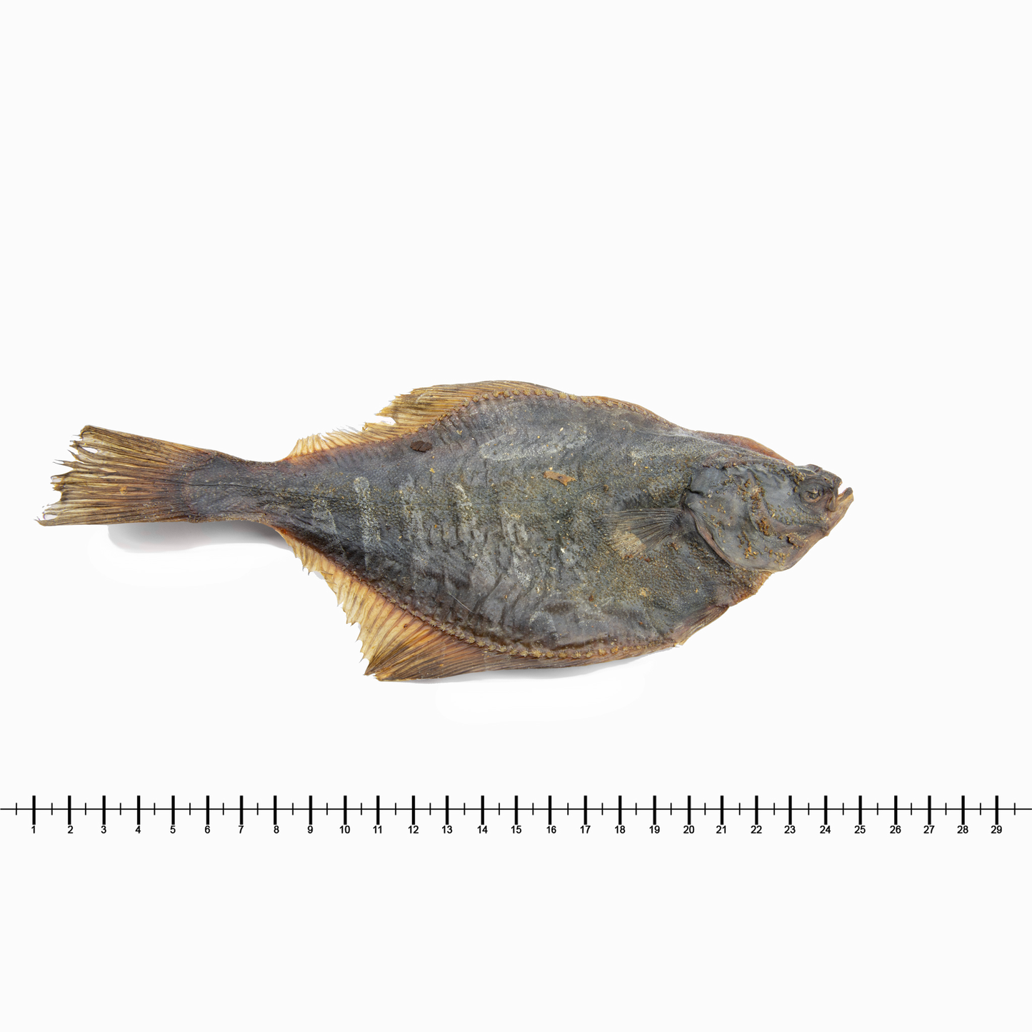 Flunder (1 Stk., 250 g, 500 g, 1 kg)