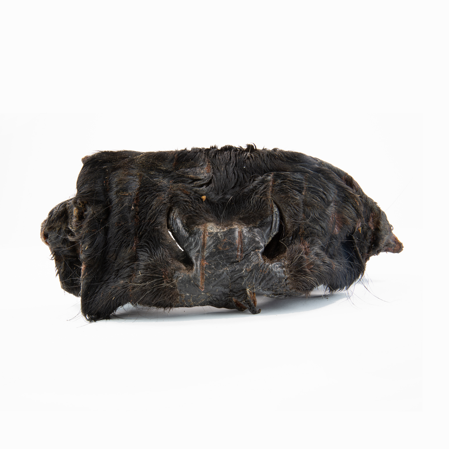 Rindernasenmasken ohne Fell (1 Stk., 500 g, 1 kg)