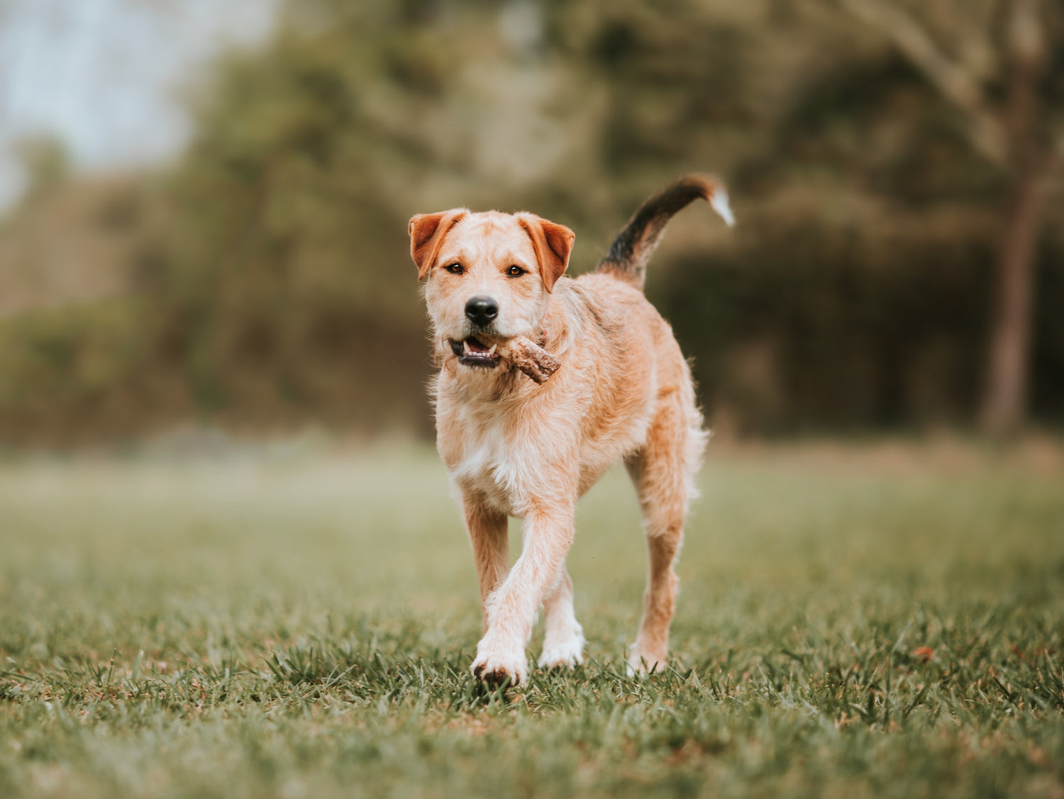 Hund frisst Kauartikel