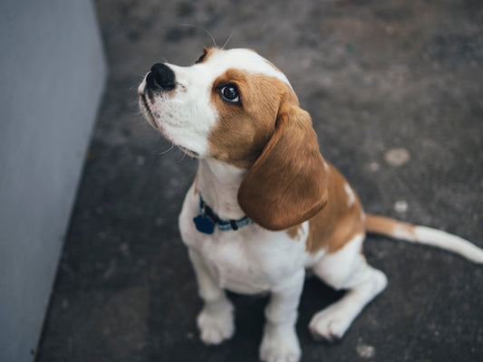 Warum ist BARF für Beagles besonders geeignet?