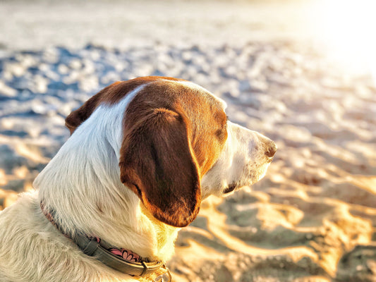 Sonnenschutz für Hunde - Warum Sonnencreme unverzichtbar ist