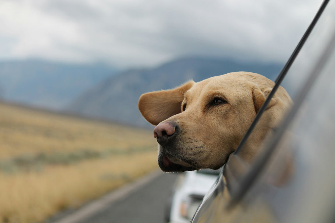 Entspannt unterwegs mit Hund: So gelingt das Reisen per Auto, Bahn oder Flugzeug