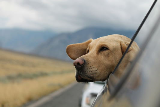 Entspannt unterwegs mit Hund: So gelingt das Reisen per Auto, Bahn oder Flugzeug