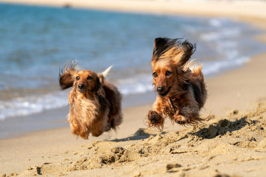 Mit dem Hund an den Strand: Was du beachten solltest