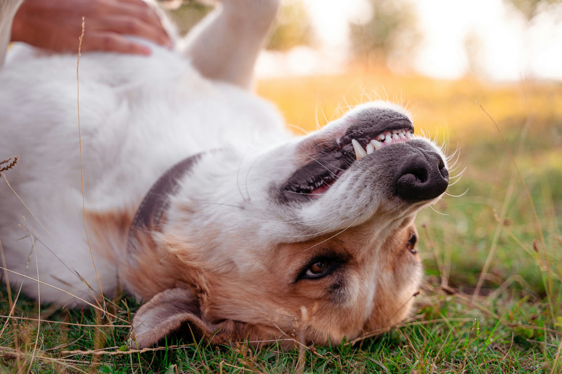 Kauartikel für Hunde: Natürliche Zahnpflege & sinnvolle Beschäftigung