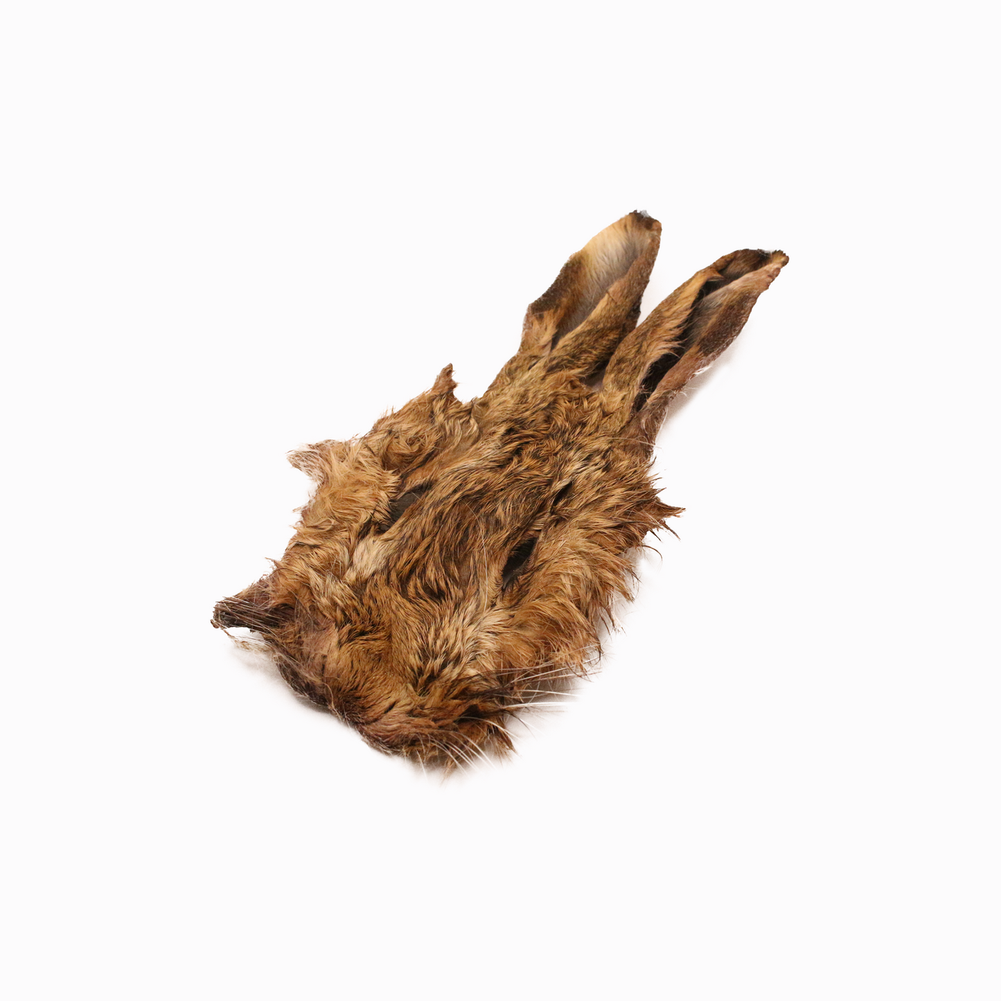 Wildhase