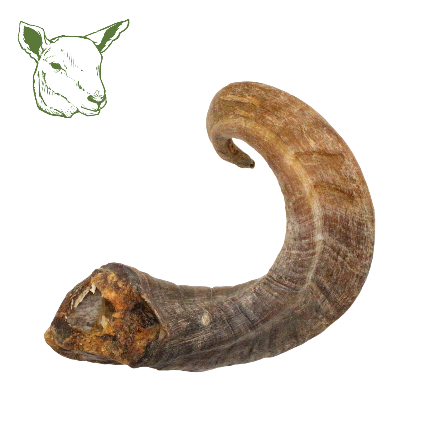 Lammhörner