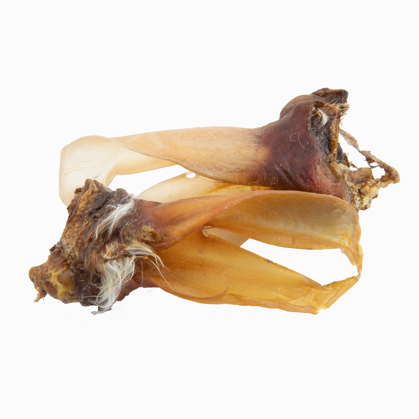 Rinderohren ohne Fell mit Muschel